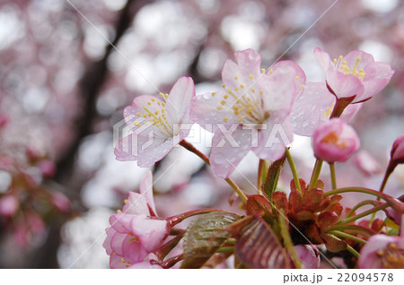 さくら さくら 22094578