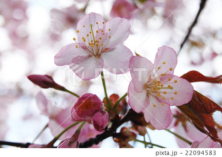 さくら さくら 22094583