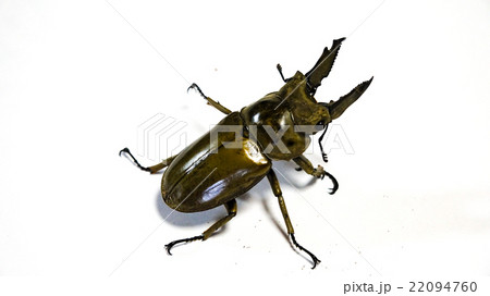 モセリオウゴンオニクワガタ 22094760