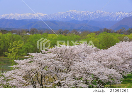 雫石園地の桜並木 22095262