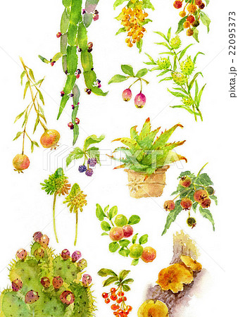 南仏スケッチ 植物 のイラスト素材