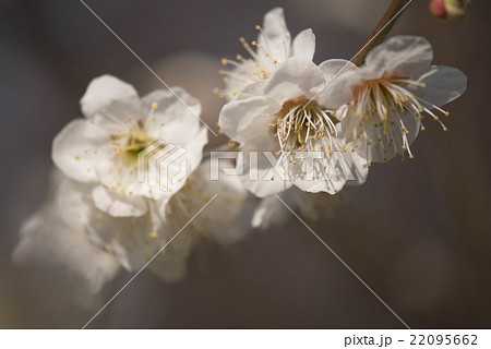 ハクバイ 22095662