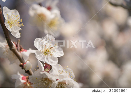 ハクバイ 22095664