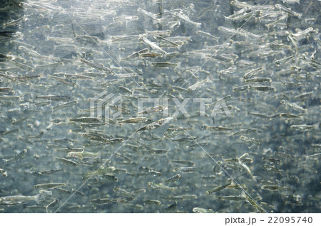 さけの稚魚 22095740