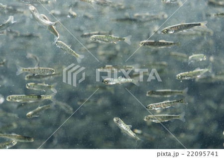 さけの稚魚 22095741