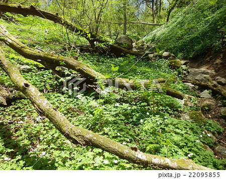 ニリンソウ コケ 登山道 ニリンソウ コケ 登山道 22095855