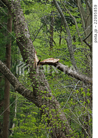 折れた枝 22095859