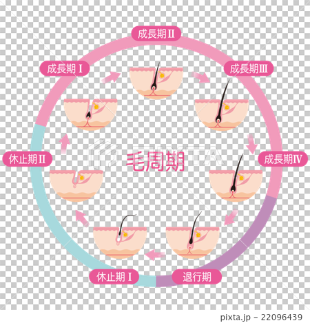 Hair Removal Hair Cycle Hair Cycle Hair Removal Hair Cycle Hair Cycle 22096439