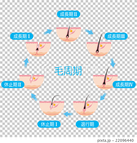 Hair Removal Hair Cycle Hair Cycle Hair Removal Hair Cycle Hair Cycle 22096440