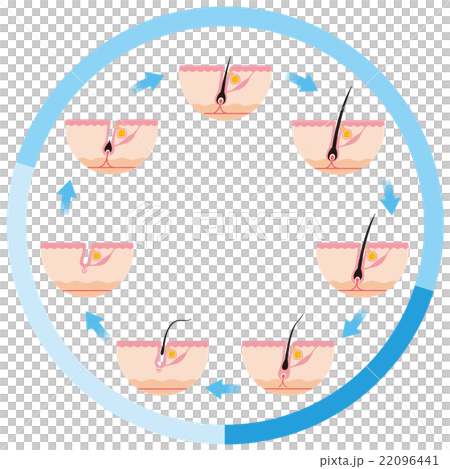 Hair Removal Hair Cycle Hair Cycle 22096441