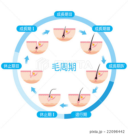 脱毛　毛周期　ヘアサイクル 22096442