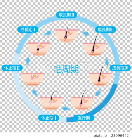 脱毛　毛周期　ヘアサイクル 22096442