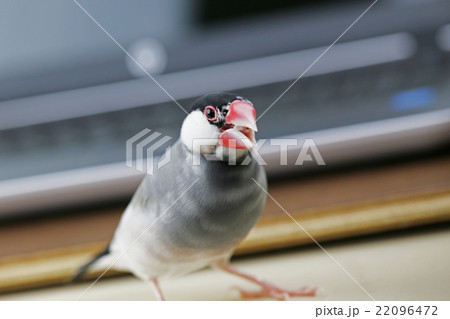 桜文鳥のオス 桜文鳥のオス 22096472