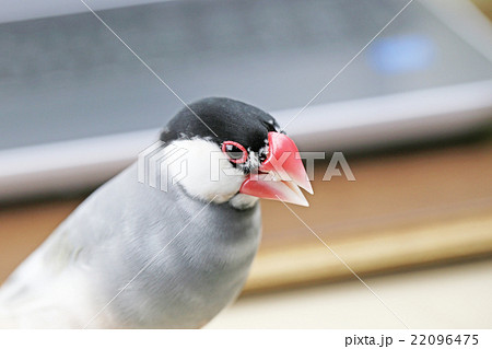 桜文鳥のオスの写真素材