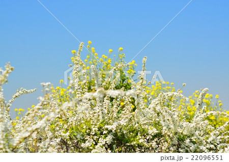 ユキヤナギ 22096551