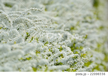 ユキヤナギ ユキヤナギ 22096556