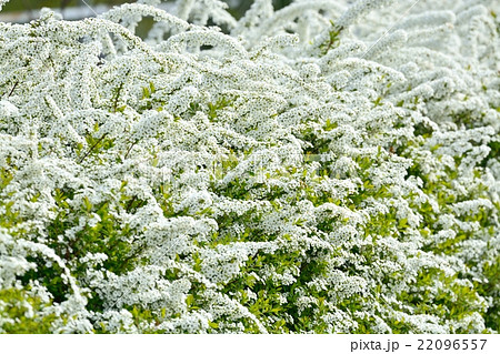 ユキヤナギ 22096557