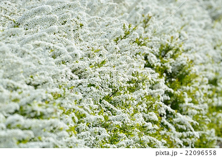 ユキヤナギ 22096558