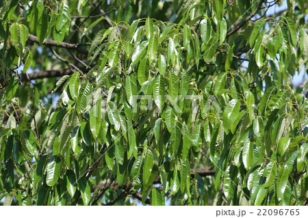 アベマキ 22096765