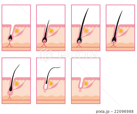 脱毛 毛周期 ヘアサイクルのイラスト素材 2969