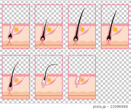 Hair Removal Hair Cycle Hair Cycle 22096988