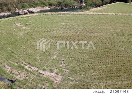 田んぼ 22097448