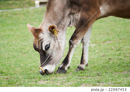 A close up of the face of a Jersey Cow in Yorkshire, England Stock