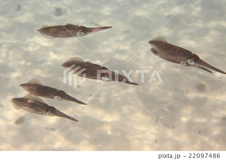 Flock of squid 22097486