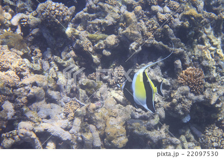 Moorish idol  22097530