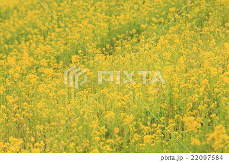 千葉の菜の花畑の画像(写真) 千葉の菜の花畑の画像(写真) 22097684