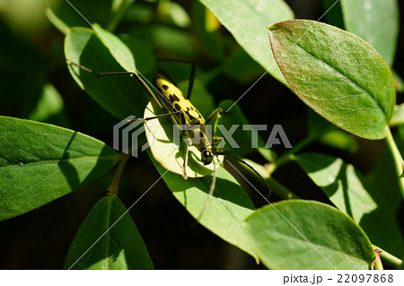 キイロトラカミキリ 22097868