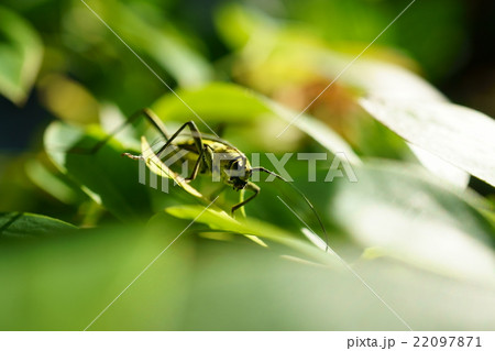 キイロトラカミキリ 22097871