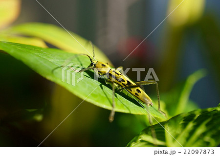 キイロトラカミキリ 22097873