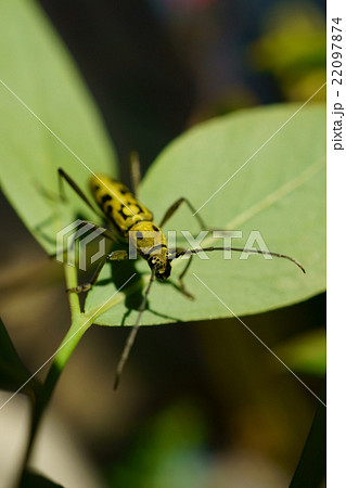 キイロトラカミキリ キイロトラカミキリ 22097874