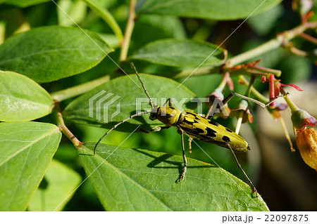 キイロトラカミキリ キイロトラカミキリ 22097875