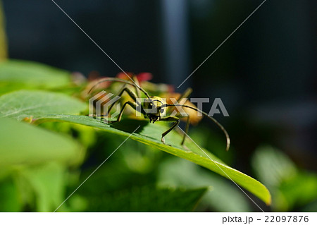 キイロトラカミキリ 22097876