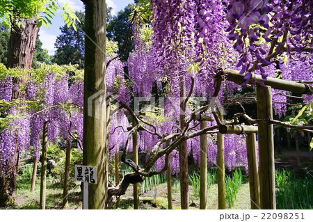 藤の花 22098251