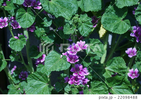 銭葵ゼニアオイ　花言葉は「母の愛」 22098488