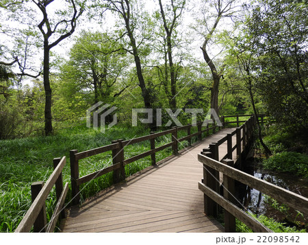 柿田川公園八つ橋 柿田川公園八つ橋 22098542