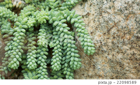 セダム・モルガニアヌム 22098589