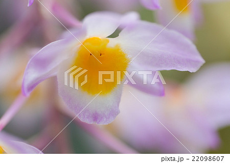 デンドロビウム・アマビレ 22098607