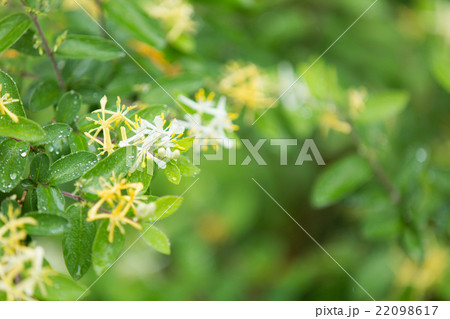 キンギンボク　ヒョウタンボク 22098617