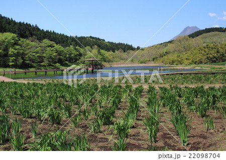 4月の神楽女湖の花しょうぶ園 22098704