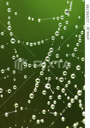 蜘蛛の巣についた水滴 22098786