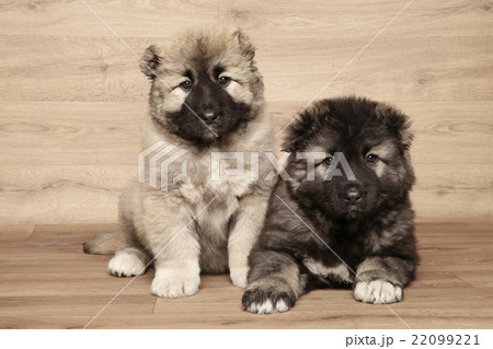 Caucasian shepherd puppies Caucasian shepherd puppies 22099221