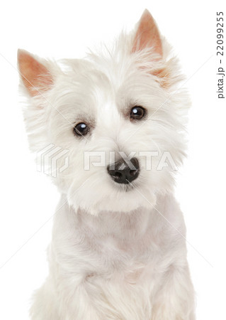 Highland Terrier (westie) on white background Highland Terrier (westie) on white background 22099255