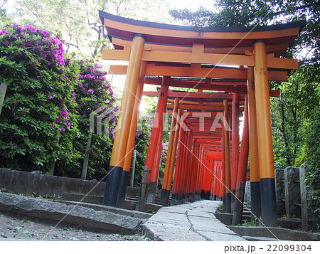 鳥居とつつじの花 22099304