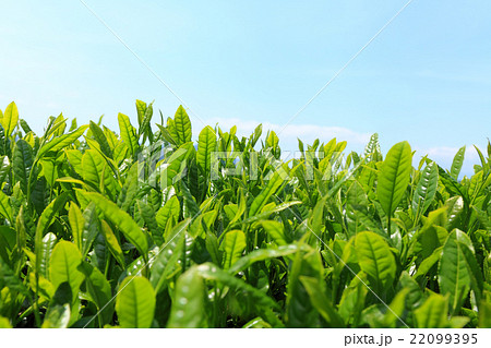 八十八夜、茶畑、茶葉 22099395