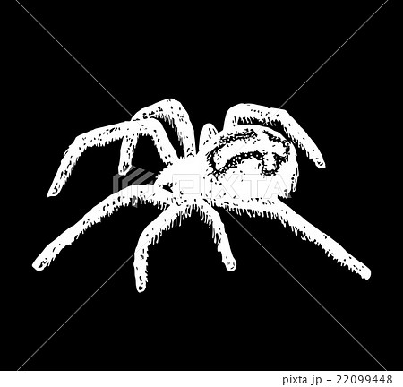 cross spider Araneus. Vector spider cross spider Araneus. Vector spider 22099448