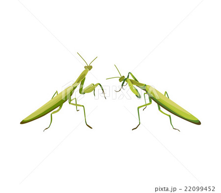 vector two praying mantis are fighting 22099452